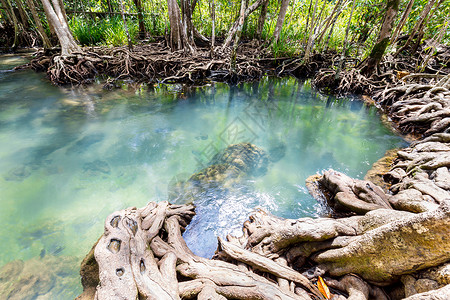 甲流传染源热带树根或沼泽林和水流中的Tha Pom红树林 泰国树干部分环境水体气候衬套蓝色米府分支机构运河背景