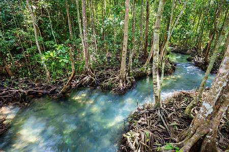 甲流常识热带树根或沼泽林和水流中的Tha Pom红树林 泰国分支机构植物沼泽蓝色气候旅行摄影环境水体水平背景