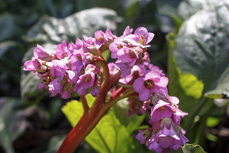 是 Bergenia 属的植物 该物种的通用名称包括心叶紫菜 心叶紫菜背景图片