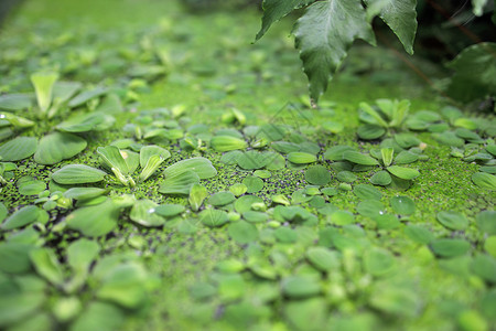 唯一是你Pistia是Araceae家族水生植物的基因组 是Pistieae部落中唯一反映其与家庭系统隔离的基因组背景