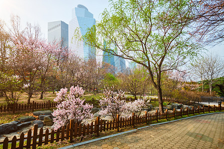 韩国首尔Yeouido公园公共公园花园建筑摩天大楼公园植物背景图片