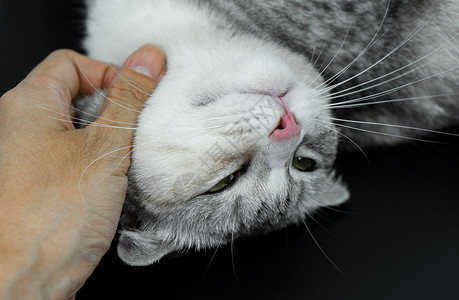 手指猫鼻子可爱的猫在睡觉 手抓伤背景