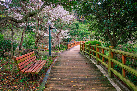 济州岛樱花南朝鲜济州岛小径游客娱乐运动旅游踪迹小路旅行樱花背景