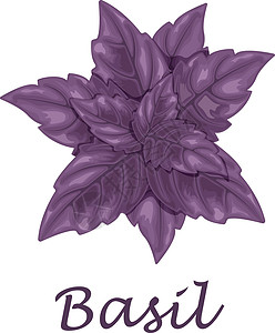 Basil 紫叶 香味植物作调料 白底隔绝的矢量插图营养食物香料蔬菜花园烹饪沙拉农业饮食叶子背景图片