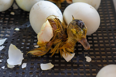 裂纹蛋鸭出生前的特写 鹅蛋在孵化器中孵化的过程动物盒子母鸡蛋壳农场孵化场鸟舍小鸡鸭子家禽背景