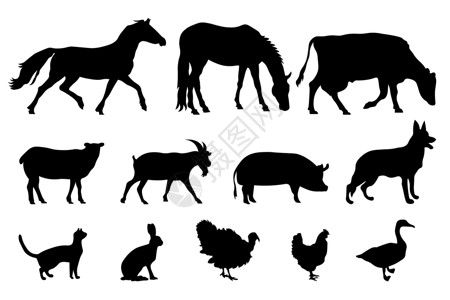 家马一套国内农场动物的剪影 矢量图牲畜隔离在白色的侧视图配置文件上 家养牛的集合剪影 每股收益家畜哺乳动物牛奶山羊火鸡家禽羊肉收藏鸭插画