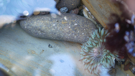 潮汐池水中的海葵触角 潮汐池中的动脉膜宏观水池生物水族馆潜水珊瑚情调野生动物盐水海洋图片
