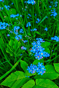 常年招租美丽的常年蓝色花朵在草原上盛开背景