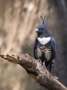树枝上黑斑鸟的图像鸟类动物国家生态男性攻击蜥蜴居民眼睛猎物背景图片
