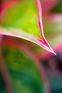 热带房屋计划叶子上的美丽色彩宏观树叶绿色花园极光植物背景图片
