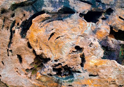 完好无损的大树木化石森林化石石头木头棕色历史树干岩石背景图片