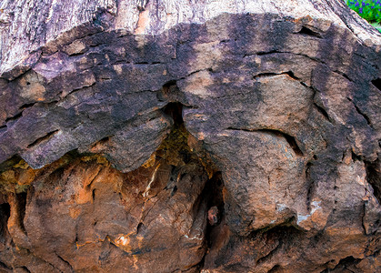 木化石自然棕色的高清图片