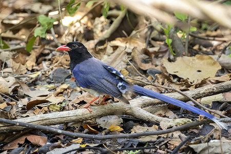 红色标单的蓝麦鸟在树枝上的照片 关于自然背景 动物翅膀蓝色摄影羽毛热带尾巴计费壁纸森林花蜜背景图片