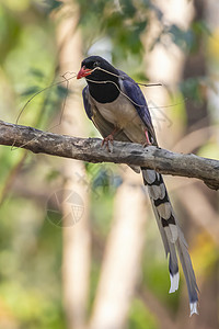 红色标单的蓝麦鸟在树枝上的照片 关于自然背景 动物羽毛计费摄影花蜜蓝色男性壁纸荒野翅膀野生动物背景图片