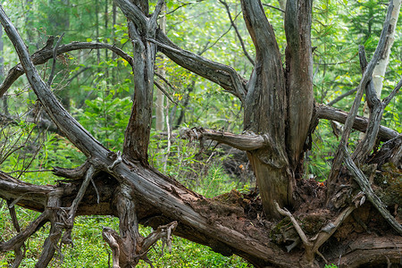 圆形树枝和树根棕色森林野生动物暴风雪损害木头荒野伤害生态风暴背景图片