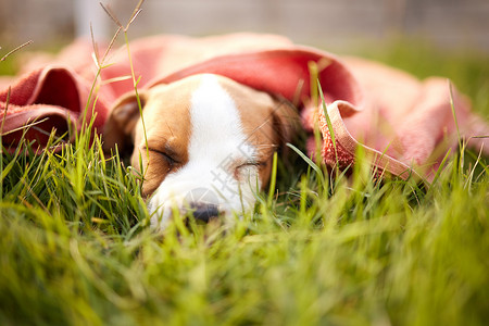 我要自学素材如果我要可爱 我需要睡美容觉 一只睡在草地上的可爱小狗背景