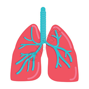肺卡通肺部半平面彩色矢量物体设计图片