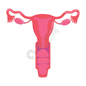 妇科知识素材女性生殖系统半平板彩色矢量物体女士插图贴纸生物学子宫教育卵巢生物妇科生育力设计图片