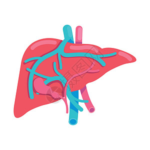 肝脏功能肝脏半平面彩色矢量对象插画