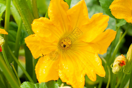 一朵巨大的黄花 一只甲虫授粉了里面的一朵花高清图片
