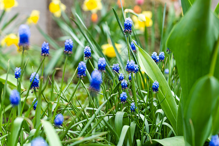 春园 有郁金香和水仙花的边框 在家庭花园里绿色植物植物群英语树叶园艺边界生长植物灯泡叶子背景图片