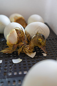 在孵化器中从鹅蛋孵出的过程 生前就把快鸡鸭关上篮子小鸡盒子家禽母鸡鸟舍生活蛋壳农场孵化场背景图片