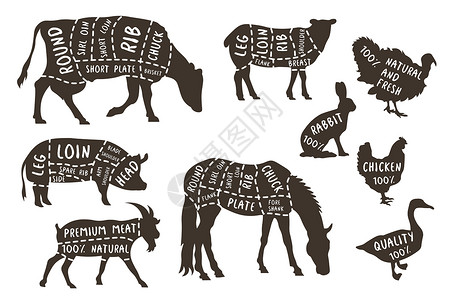 家禽肉类屠宰场说明 切割家畜不同部分的线路;病媒屠宰动物部分;肉类图表计划 兔子和羔羊 牛排聚苯乙烯插画