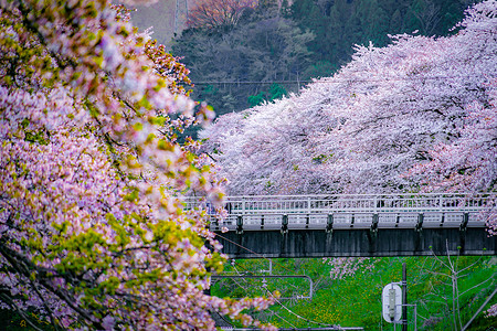 火车家素材站春山田站Kanagawa县旅行电力电线杆国家车辆交通车站植物天空机车背景