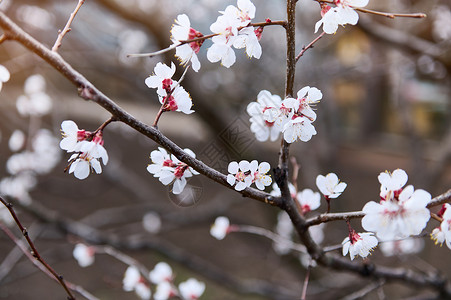 春春初 一棵开花树枝上的紫叶杏子的鲜花背景图片