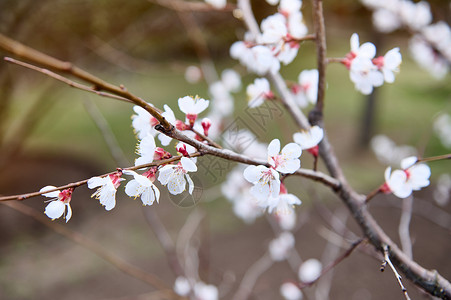 春春初 一棵开花树枝上的紫叶杏子的鲜花 在园艺中生长的春林果树背景图片