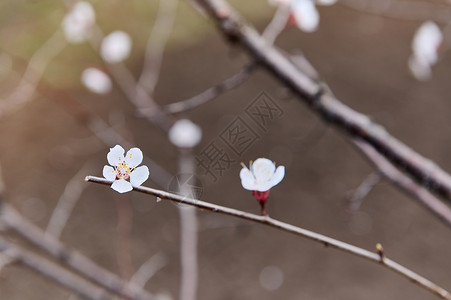 花园里春天盛开的果树 紫叶杏在初春的开花树枝上开花背景图片