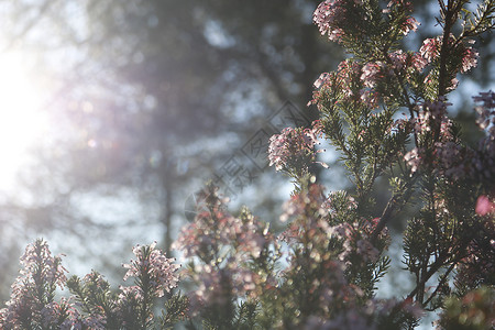 背光鲜花和阳光树木太阳逆光森林背景图片