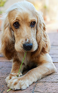 只要看着狗的眼睛 你就会情不自禁地坠入爱河 一只可爱的可卡犬小狗躺在外面的砖铺路上咀嚼一片草叶的肖像照片背景图片