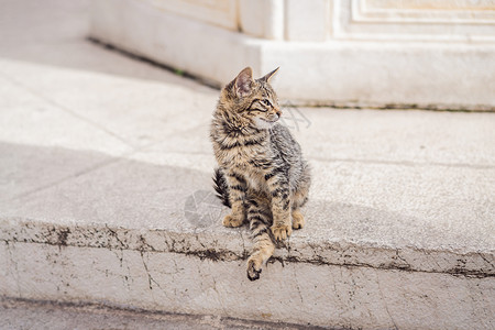 斑蛾科小猫房子高清图片