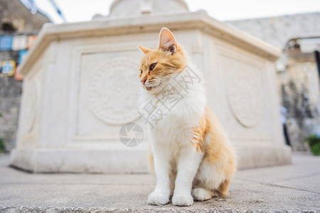 斑蛾科小猫坐着高清图片