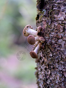 秋天森林树根上的蜂蜜真菌蘑菇 阿米利亚梅莱亚植物橙子美食家庭晴天食物树桩林地伞菌宏观可口高清图片素材