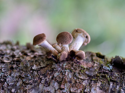 秋天森林树根上的蜂蜜真菌蘑菇 阿米利亚梅莱亚晴天荒野木头生长宏观伞菌橙子植物季节美食树桩高清图片素材