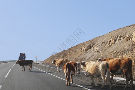 动物素材资料穿过公路的小型牛群背景