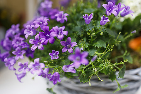 紫锥花花园蓝色的植物学高清图片