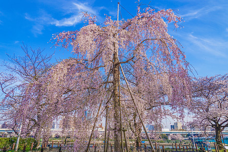 塞达公园分樱花花高清图片