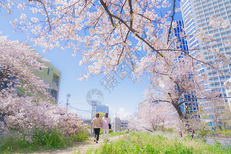 塔马河的樱花花植物树木晴天樱花蓝天粉色天空花瓣急线高清图片