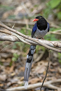 红色标单的蓝麦鸟在树枝上的照片 关于自然背景 动物翅膀摄影壁纸野生动物羽毛尾巴男性花蜜鸟类蓝色背景图片