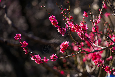 梅斯梅花形象蓝天木头公园粉色白梅梅园李子晴天花瓣植物背景