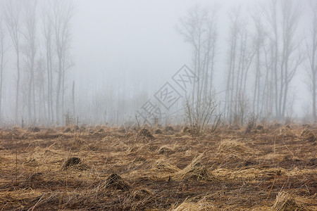 春春清晨雾雾中干草地 背景上有模糊的树木气候场地村庄森林薄雾天空国家季节日历农村背景