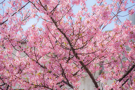 Miura海岸上的Kawazu 樱树村樱花植物花瓣粉色大树蓝天京急线背景