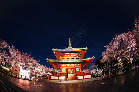 日式樱花灯笼寺庙和夜樱背景