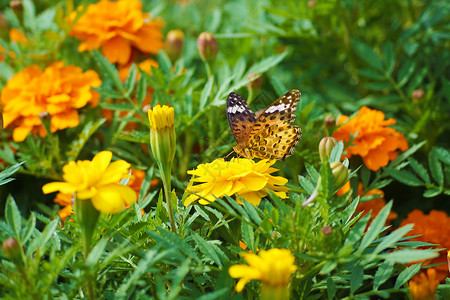 美金和蝴蝶橙子翅膀植物背景图片