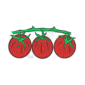 三个红番茄三个红西红番茄在树枝隔离矢量插图上插画
