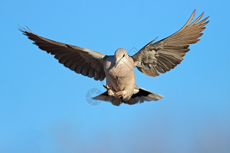 飞行中的海龟鸽高清图片