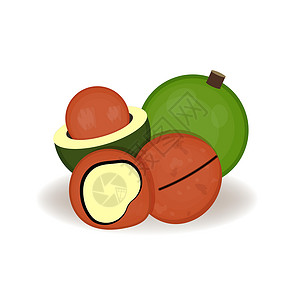 水果巴西卡通风格的澳洲坚果 矢量图 适合您产品的逼真孤立坚果 白色背景中的新鲜整体 水果和坚果插画